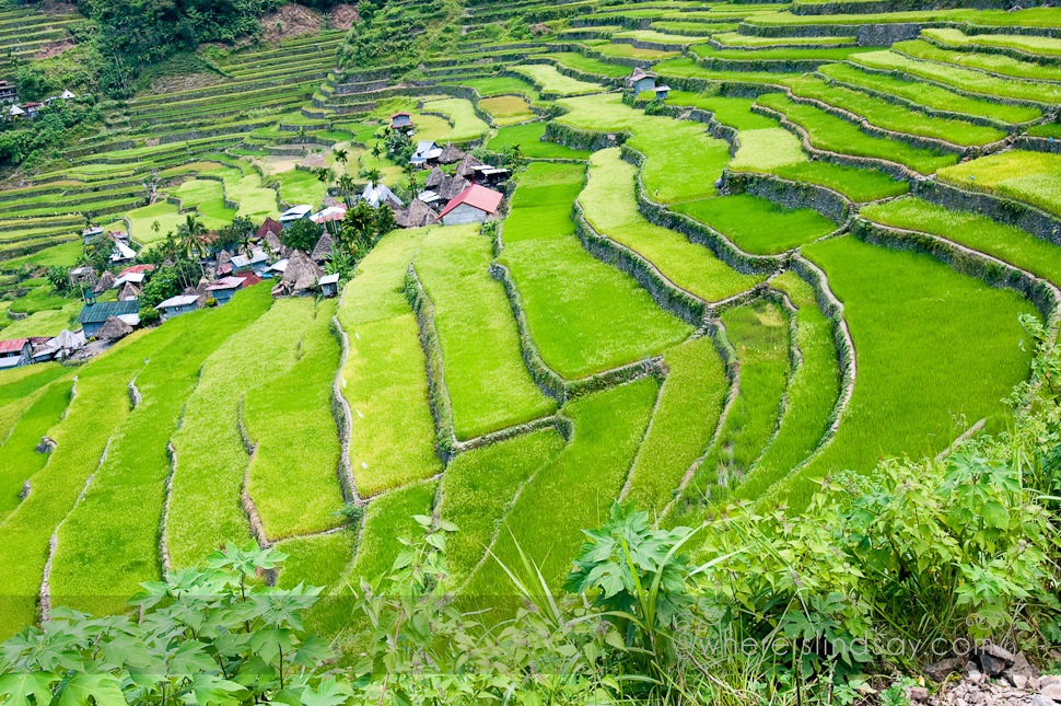 Batad 102.jpg