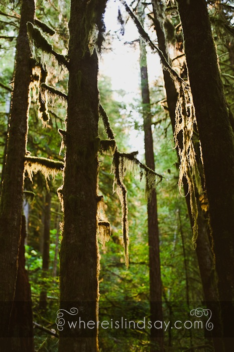 Olympic National Park 129.jpg